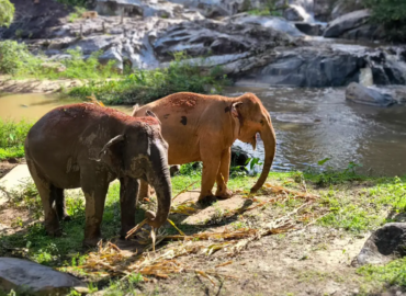 Ethical Elephant Sanctuary