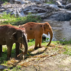 Ethical Elephant Sanctuary