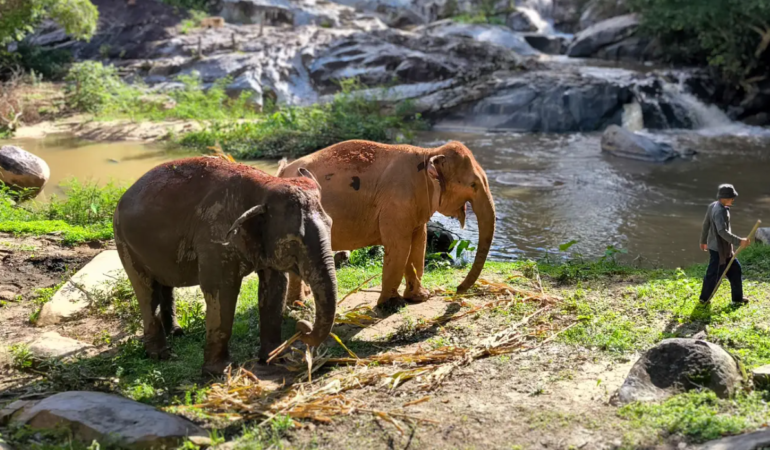Ethical Elephant Sanctuary